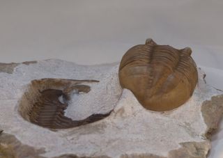 Russian trilobite Asaphus lepidurus Natural pair in - and - out Ordovician fossil 7