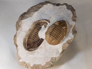 Russian trilobite Asaphus lepidurus Natural pair in - and - out Ordovician fossil 8