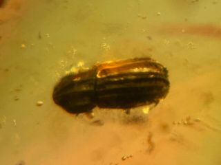 Uncommon Unknown Beetle Burmite Myanmar Burmese Amber Insect Fossil Dinosaur Age