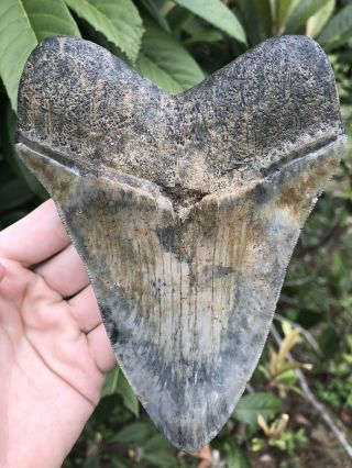 Huge Color 5.  49” Megalodon Tooth Fossil Shark Teeth Serrated