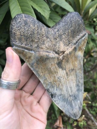 Huge Color 5.  49” Megalodon Tooth Fossil Shark Teeth Serrated 2