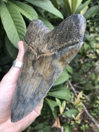 Huge Color 5.  49” Megalodon Tooth Fossil Shark Teeth Serrated 3