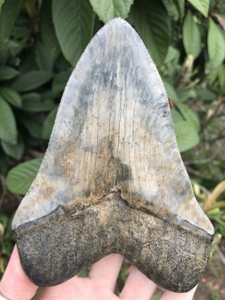 Huge Color 5.  49” Megalodon Tooth Fossil Shark Teeth Serrated 7