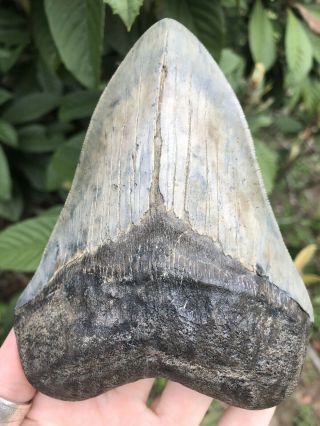 Huge Color 5.  49” Megalodon Tooth Fossil Shark Teeth Serrated 8