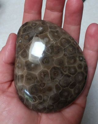 Big Dark Petoskey Stone Polished Large Hexagonaria 9.  2 Oz / 260g