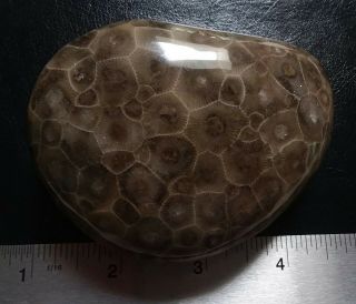 Big Dark Petoskey Stone Polished large Hexagonaria 9.  2 oz / 260g 2