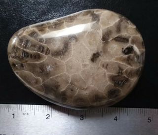 Big Dark Petoskey Stone Polished large Hexagonaria 9.  2 oz / 260g 3