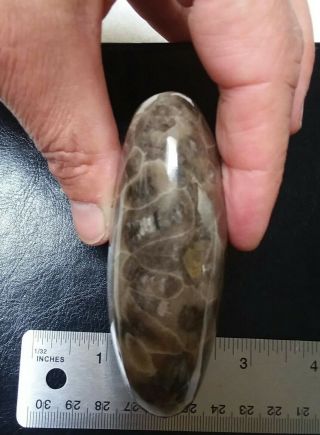 Big Dark Petoskey Stone Polished large Hexagonaria 9.  2 oz / 260g 4