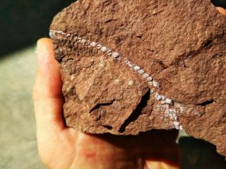Rarest Part Of Devonian Bony Fish - Tail With Scales,  Jawless Fish Fossils