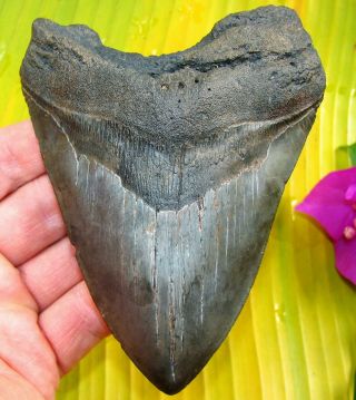 Massive 5 " Fossil Megalodon Shark Tooth Teeth South Carolina River Diving