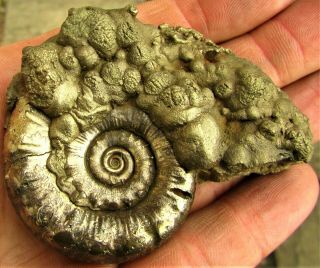 Perfect Golden Eoderoceras 67 Mm Pyrite Ammonite Fossil Uk Jewelry Gift Jurassic