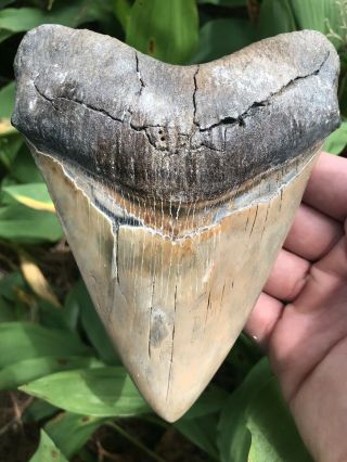 Huge Colorful Golden 6.  20 " Megalodon Tooth Fossil Shark Teeth