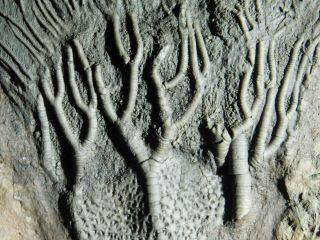 A Big 430 Million Year Old Natural Crinoid Fossil Or Sea Lily Fossil 1677gr E