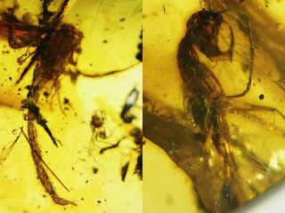 Very Rare Scorpion,  Haidomyrmex In One Burmite Amber Insect Fossil From Myanmar