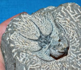 Fossilized Ceratarges Trilobite From Morocco In Matrix From The Devonian Period