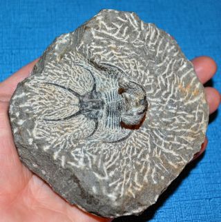 Fossilized Ceratarges Trilobite From Morocco In Matrix From The Devonian Period 2