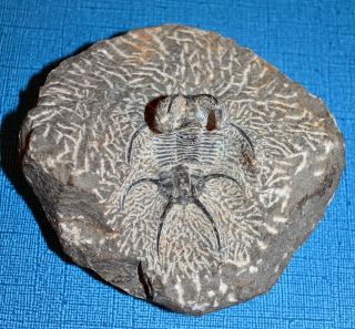 Fossilized Ceratarges Trilobite From Morocco In Matrix From The Devonian Period 3