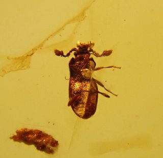 Three Scale Insects & Beetle.  Burmite Natural Myanmar Insect Amber Fossil