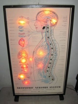 Vintage 1957 Paciorek Autonomic Nervous System Light Up Chart Anatomy Human Body