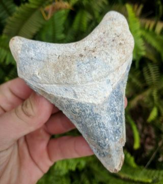 4.  26 " Blue Bone Valley Megalodon Shark Tooth Prehistoric Fossil All Natural