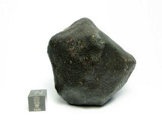 NWA x Meteorite 265.  68g Colossal Chondrite with Character 2