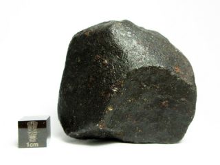 NWA x Meteorite 265.  68g Colossal Chondrite with Character 4