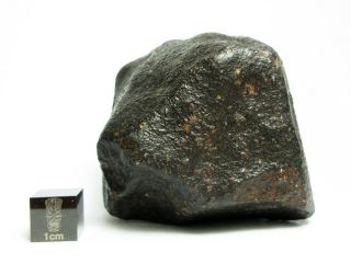 NWA x Meteorite 265.  68g Colossal Chondrite with Character 5