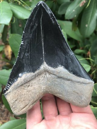 Huge Colorful 4.  88 " Megalodon Tooth Fossil Shark Teeth