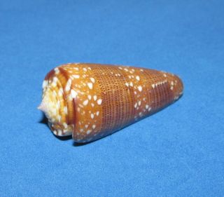 Seashells Conus Nobilis Victor,  Shells Cyp14119