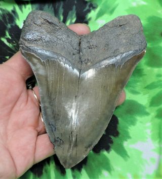 Megalodon Sharks Tooth 4 7/8  Inch No Restorations Fossil Sharks Teeth Tooth