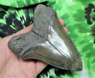 Megalodon Sharks Tooth 4 7/8  inch NO RESTORATIONS fossil sharks teeth tooth 2