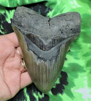 Megalodon Sharks Tooth 4 7/8  inch NO RESTORATIONS fossil sharks teeth tooth 3