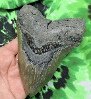 Megalodon Sharks Tooth 4 7/8  inch NO RESTORATIONS fossil sharks teeth tooth 4