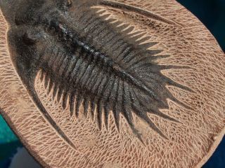 High Detail Devonian Trilobite Fossil Large 4.  60 " Inches