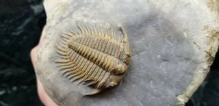 Perfect detailed Damesella paronai lichid Trilobite Cambrain Fossil 11