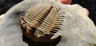 Perfect Detailed Damesella Paronai Lichid Trilobite Cambrain Fossil