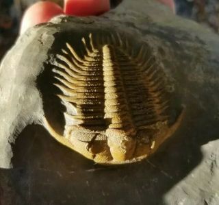 Perfect detailed Damesella paronai lichid Trilobite Cambrain Fossil 7