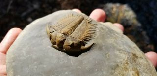 Perfect detailed Damesella paronai lichid Trilobite Cambrain Fossil 8