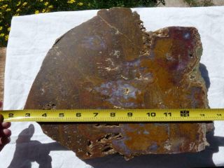 RimRock: 15.  45 Lbs CATHEDRAL AGATE Rough 2