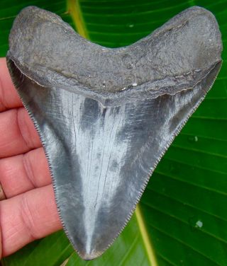Megalodon Shark Tooth 4 In.  Real Fossil - Serrated - Jaw - No Restorations