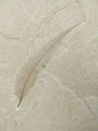 Leaf Fossil Rhus Nigricans Sumac Green River Formation Bonanza Utah
