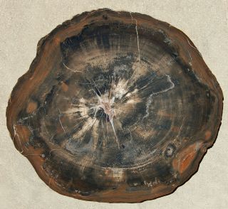 Very Large,  Polished Utah Petrified Wood Round
