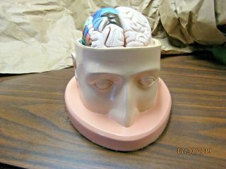 Denoyer Geppert ?? Base Of Head And Take Apart Brain Anatomical Model.  Life Size