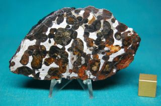 Sericho Pallasite Meteorite 66.  4 Grams