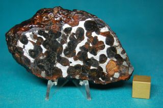 Sericho Pallasite meteorite 66.  4 grams 2