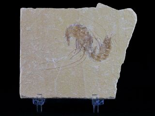 2 Two Fossil Shrimp Carpopenaeus Cretaceous Age 100 Million Years Old Lebanon