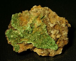 Curite Rare Uranium Micro - Crystals W/ Torbernite On Matrix Shinkolobwe Mine (tl)
