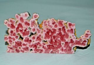 110 Mm Rhodochrosite Stalactite Flowers Slab From Argentina Aaa Big Large