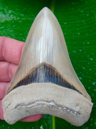Megalodon Shark Tooth - 4 & 1/4 In.  Lee Creek - Aurora - Museum Grade Quality