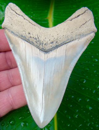 Megalodon Shark Tooth - 4 & 1/4 in.  LEE CREEK - AURORA - MUSEUM GRADE QUALITY 2